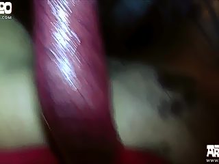 Woman animal sex video