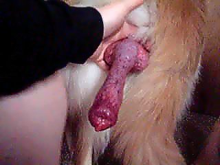 Dog sex video home